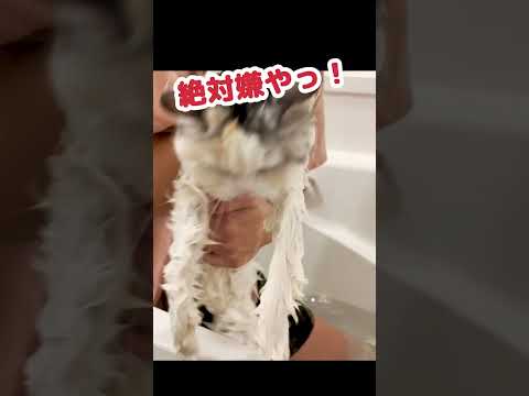 大暴れする猫をお風呂に入れたらこうなった #shorts