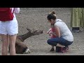 【奈良 NARA】Youは何しに日本へ～鹿に遊んでもらう外国人観光客　Playing with deer in Nara Park