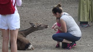 【奈良 NARA】Youは何しに日本へ鹿に遊んでもらう外国人観光客　Playing with deer in Nara Park