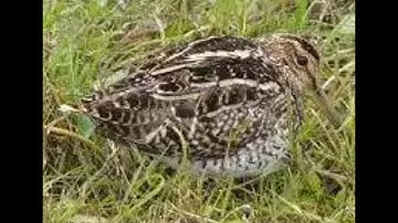 Tiếng dẽ giun đuôi xòe không tập âm đánh cạnh tranh