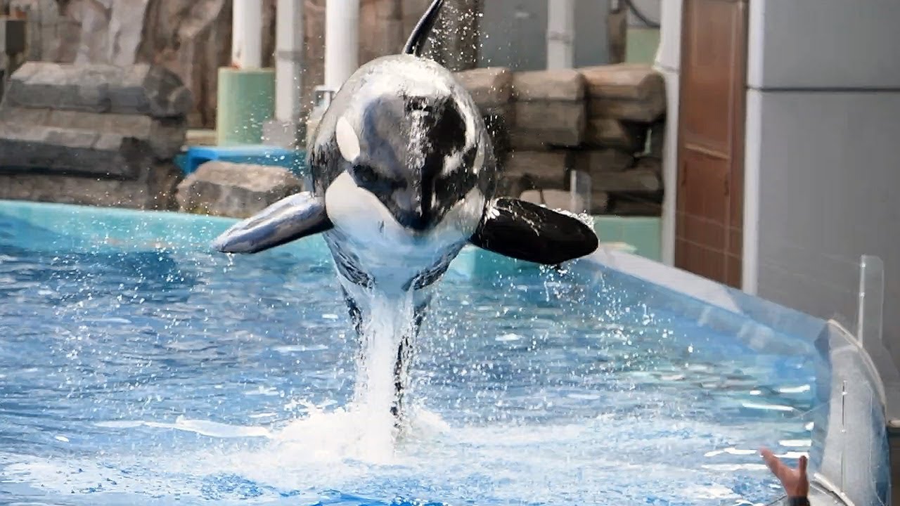 ５歳になったシャチの リン 公開訓練 名古屋港水族館 Youtube