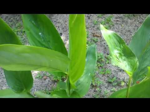 Video: Arrowroot Tricolor (31 Photos): Caring For Tricolor Arrowroot At Home. Description Of The Plant, Methods Of Flower Reproduction