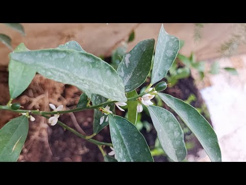 شجرة الكمكوات البرتقال الصيني او الياباني او الملكي