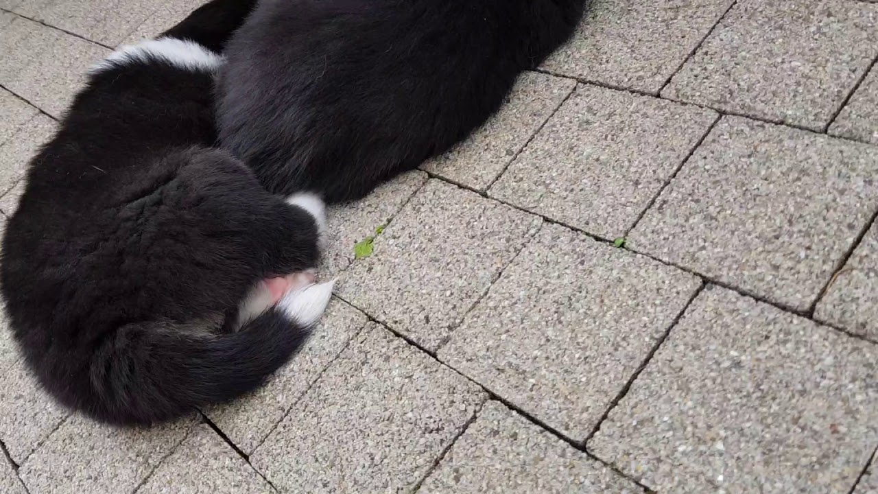 Húni - Islandhund - 4 Wochen alt (3)