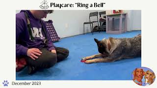 Playcare 12/23: Ring a Bell by Manners Matter Dog Training and Daycare 68 views 4 months ago 2 minutes, 25 seconds