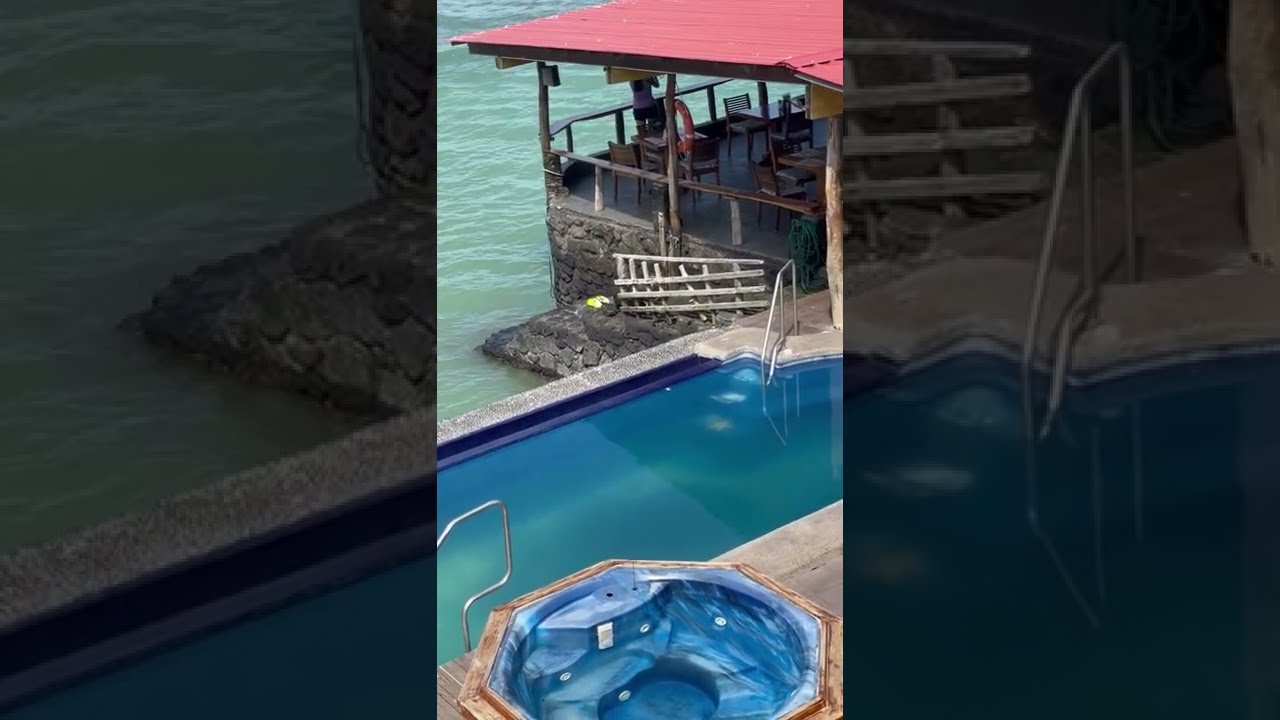 Sea Lion Comes on Land, Swims in Pool and Steals Man's Chair || ViralHog
