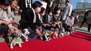 aiboの七五三　その3. 2022年11月11日　神田明神 Aiboの七五三 2022 猿田彦三河神社 ダイジェスト映像