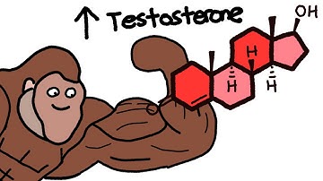How To Increase Testosterone Naturally Explained By Ape