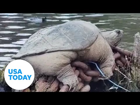 Meet 'Chonkasaurus,' the snapping turtle sensation | USA TODAY