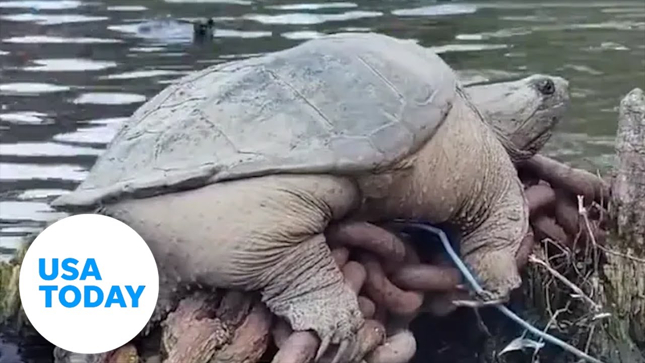 This giant snapping turtle in the Chicago River is an internet ...