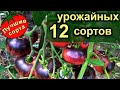 УРОЖАЙНЫЕ ВЫСОКИЕ ТОМАТЫ 2021 (лучшие сорта томатов)