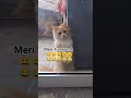 meri#funny#cat#😀😀😀