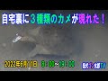 自宅裏に３種類のカメが現れた！　～朝から日没までに現れたカメさん～