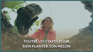 Comment planter du melon ?- Les Potagers de Julie