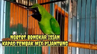 Ngamuk Isian KAPAS TEMBAK Panjang mix PIJANTUNG- Cucak Ijo Gacor Bongkar Isian