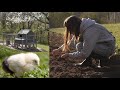 Get Ready For Spring- Wildflower Garden, and baby chicks!