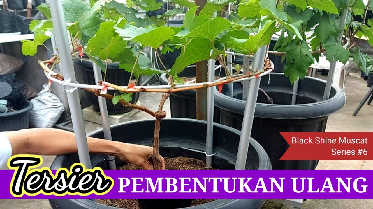 CARA TANAM ANGGUR DALAM POT | Black Shine Muscat Series #6