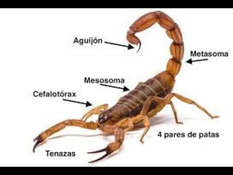marzoni Escorpio - Las 7 Preguntas - MST