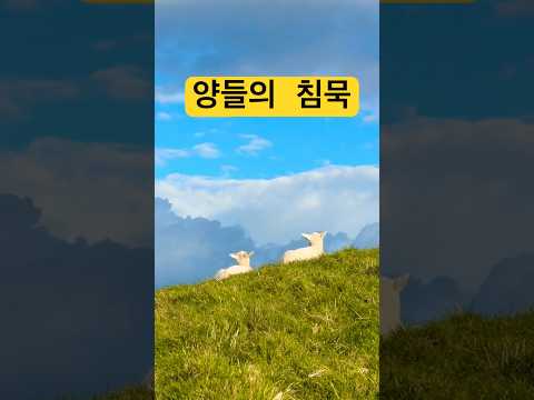 평온한 뉴질랜드 양들의 하루 #뉴질랜드일상 #뉴질랜드브이로그