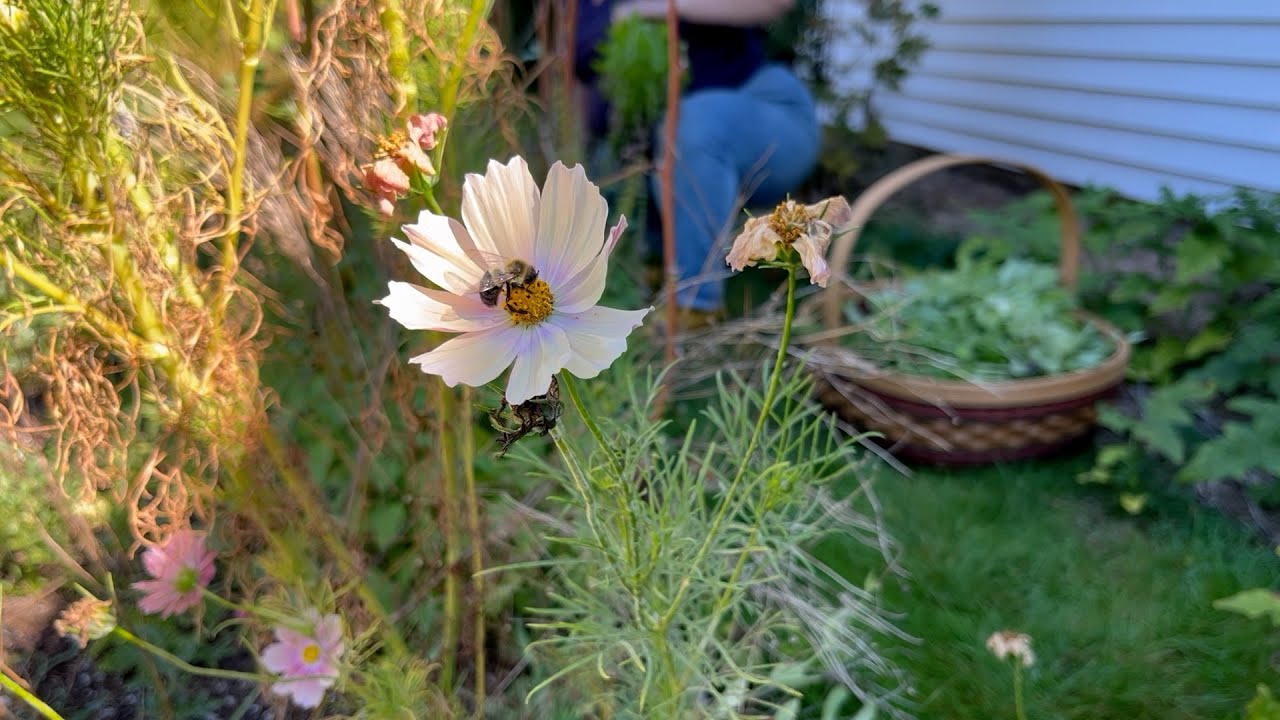 Whatever It Is I'm Up To Today (Tending Wintersown Native Seedlings, Harvesting Herbs, Chores) : BSG