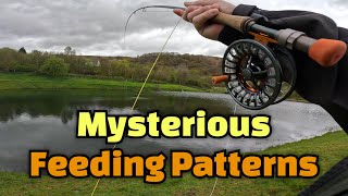 : MYSTERIOUS FEEDING PATTERNS. Uk Fly Fishing at Dare Valley Trout Fishery