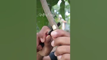 Air layering mango in short video