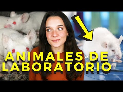 Vídeo: Espera, ¿realmente Matamos Al 60% De Los Animales? - Vista Alternativa
