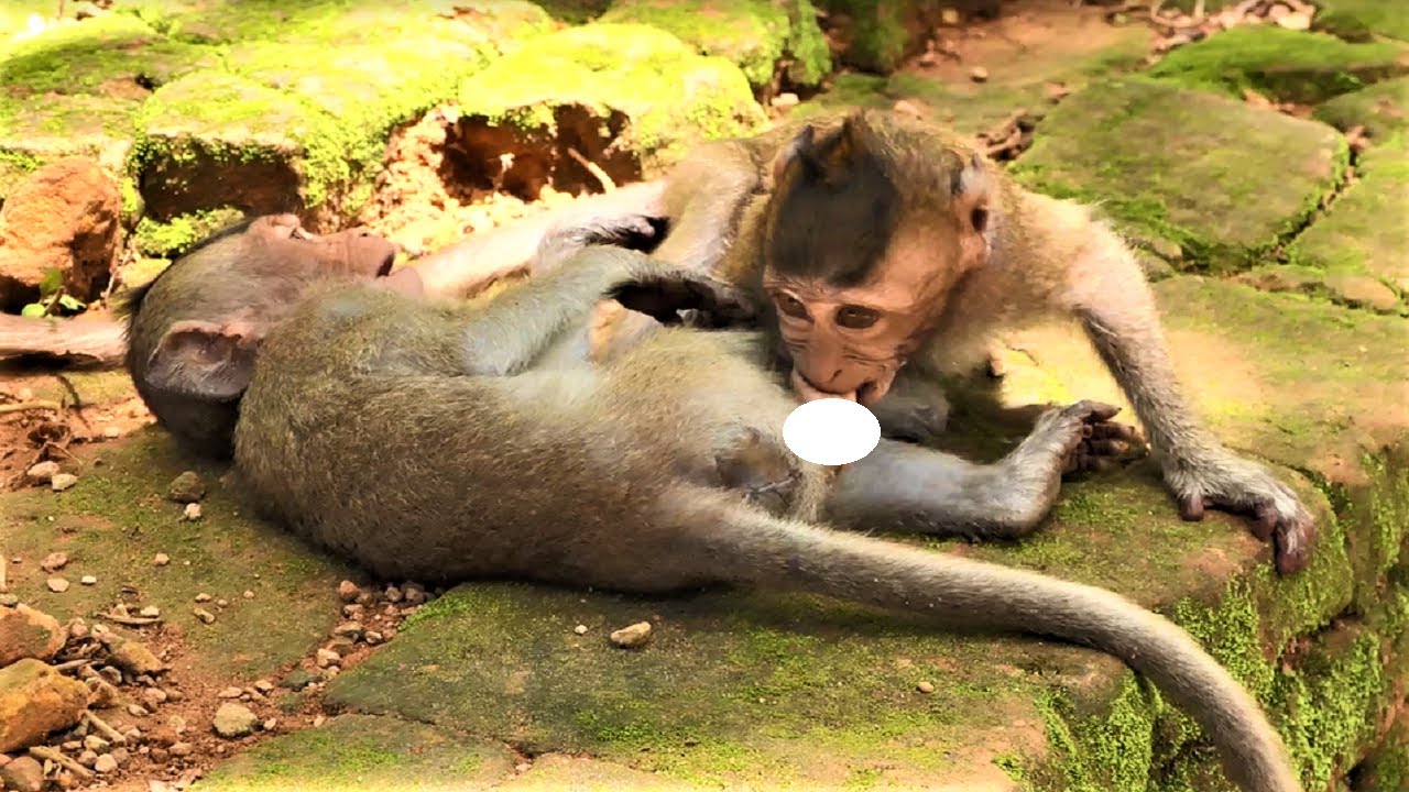 Funny Baby monkeys..... Oh NO Baron stop, it's your brother eggs not food, Funny brothers playing