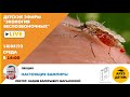 Детский эфир Вадима Марьинского "Настоящие вампиры" курса "Экология беспозвоночных"