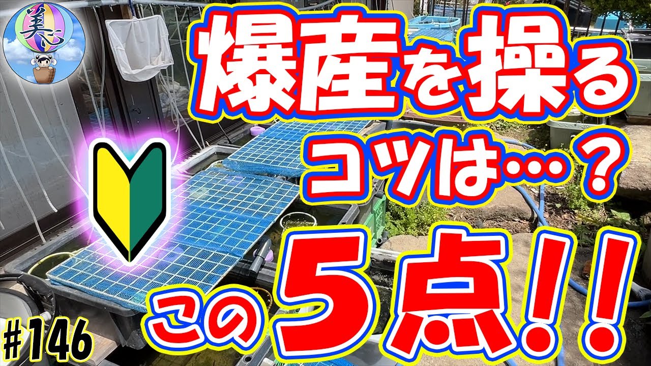 爆産を操るにはこの5点を抑えるべし！【初心者向け飼育ノウハウ 