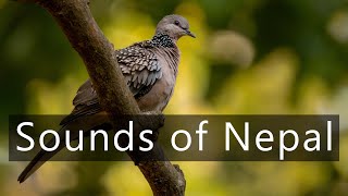 Soft dawn chorus in the jungles of Nepal