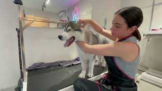 Crazy Dramatic Siberian Husky Has MELTDOWN at Groomers! First time 😂(Joey SCREAMS!) VLOG🤣😍