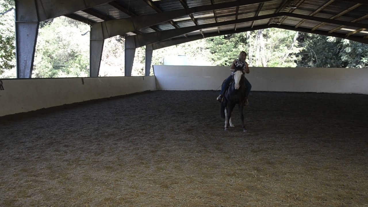 Tennessee Walker for sale Cash 9 5 2013 YouTube