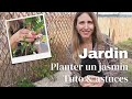  comment planter et palisser un jasmin  tuto jardin  plantes grimpantes 