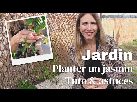 Vidéo: Plantes d'accompagnement pour le jasmin : ce qui pousse bien avec les plantes de jasmin