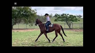 Chillie - December 2025 Triangle horse sale