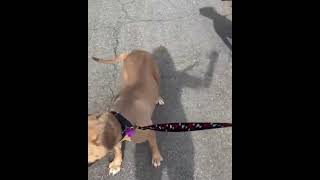 The Perfect Staffy-Meet Kiwi