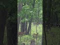 #Deer
