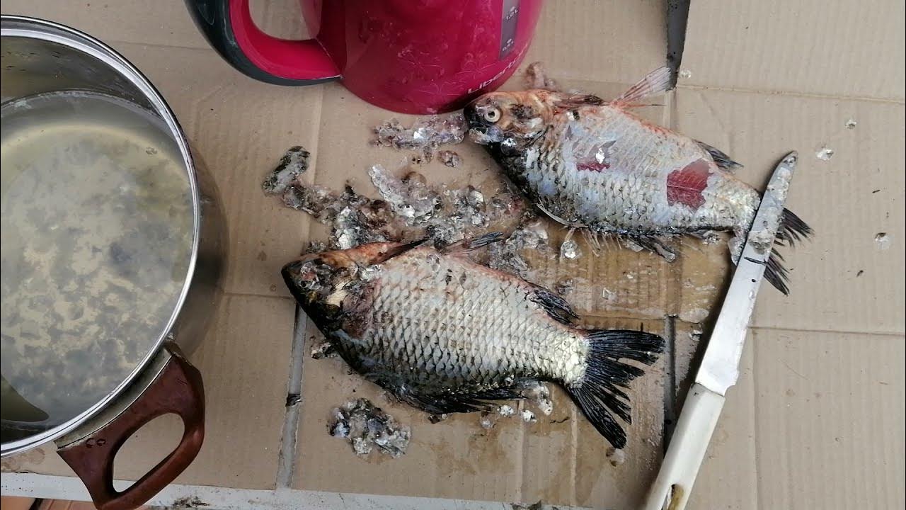 чешуя рыбы. очистка рыбы от чешуи. рыба в кипятке. способы очистки рыбы от чешуи. как правильно почистить рыбу.