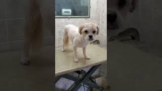 Lhasa Apso dog breed completed groom, #7 blade & scissors, dog grooming