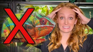 5 REASONS TO NOT GET A CHAMELEON by Neptune the Chameleon 1,800 views 6 months ago 9 minutes, 39 seconds