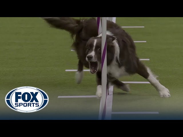 Typo the Border Collie wins the 20 class in the Masters Agility Championship | Westminster class=
