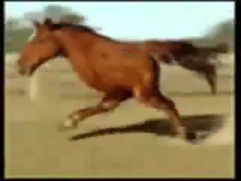 retarded-running-horse-10-hours