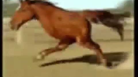 Retarded Running Horse 10 Hours