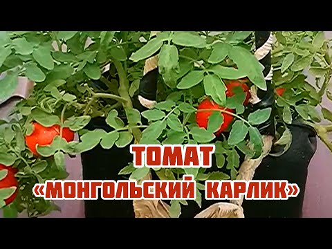 Томат «Монгольский карлик» на балконе.