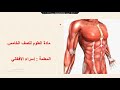 الجهاز العضلي الصف الخامس