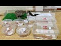 爬虫類ショップで売れ残ってしまった生体の末路