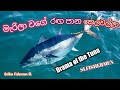 රඟපාන කෙලවල්ලා ....Drama of the Tuna.SLFISHERMEN