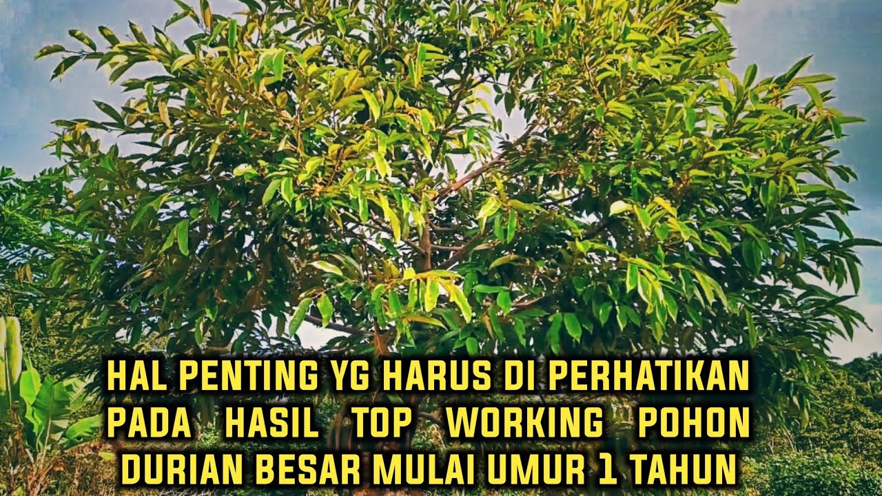 Hasil top working pohon durian besar (pertumbuhannya ngebut)
