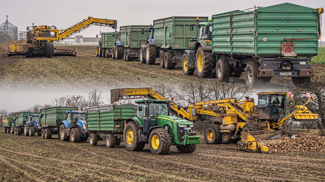 SugarBeet Harvest & Transport 2025 2x Holmer Ropa Maus3 15x Tractors [Cukorrépa szedés és hordás]